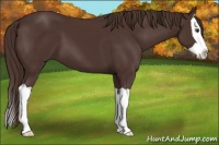 Horse Color:Liver Chestnut Splash 