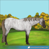 Horse Color:Liver Red Roan Rabicano
