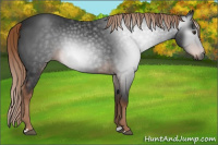 Horse Color:Gray Liver Chestnut
