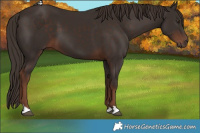 Horse Color:Liver Chestnut 