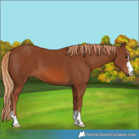 Horse Color:Chestnut 