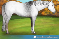 Horse Color:Gray Liver Chestnut Sabino Rabicano 