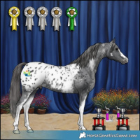 Horse Color:White Spotted Black Appaloosa Rabicano