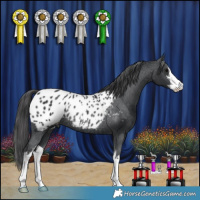 Horse Color:White Spotted Black Blanket Rabicano 