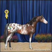 Horse Color:White Spotted Bay Appaloosa 