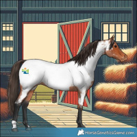 Horse Color:Bay Roan Appaloosa Rabicano 