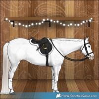 Horse Color:Liver Red Dun Appaloosa Brindle 