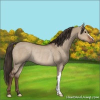 Horse Color:Liver Red Dun Rabicano 