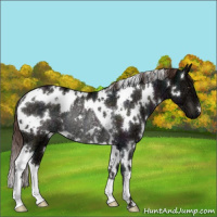 Horse Color:White Spotted Midnight Liver Red Dun Ice Rabicano 