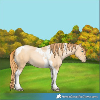 Horse Color:Buckskin Pearl Tobiano 