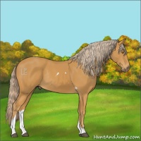 Horse Color:Palomino Sabino Tobiano Rabicano