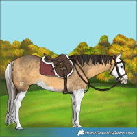 Horse Color:Buckskin Dun Sabino Splash