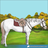 Horse Color:Bay Dun Sabino Appaloosa