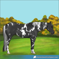 Horse Color:White Spotted Black