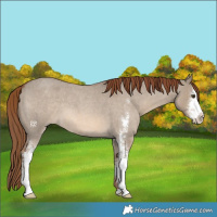 Horse Color:Red Dun Roan Sabino