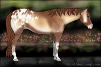 Horse Color:Red Onyx Appaloosa 