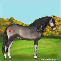 Horse Color:Blue Onyx 