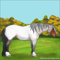 Horse Color:Brown Roan Appaloosa Rabicano 