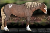 Horse Color:Liver Red Roan Sabino Appaloosa 