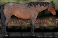 Horse Color:Brown Roan 