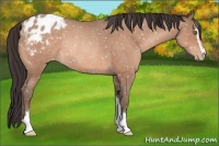 Horse Color:Sable Champagne Roan Sabino Appaloosa Rabicano 