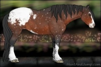 Horse Color:Bay Roan Sabino Snowcap 