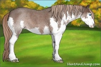 Horse Color:Liver Red Roan Splash 