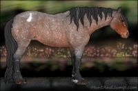 Horse Color:Bay Roan Appaloosa 