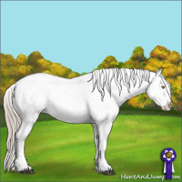 Horse Color:Liver Red Roan Sabino Appaloosa 