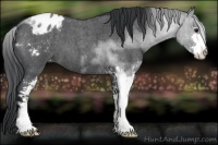 Horse Color:Blue Roan Sabino Appaloosa