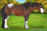 Horse Color:Brown Roan Sabino Blanket 