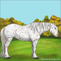 Horse Color:Liver Red Roan Snowcap 