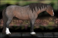 Horse Color:Liver Red Roan Sabino 