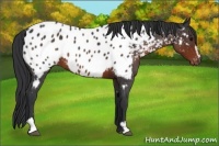 Horse Color:Brown Roan Sabino Appaloosa