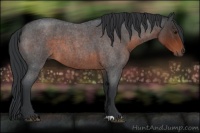 Horse Color:Brown Roan 