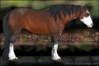 Horse Color:Bay Sabino 