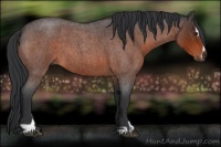 Horse Color:Brown Roan Sabino