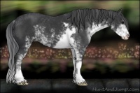 Horse Color:Black Sabino