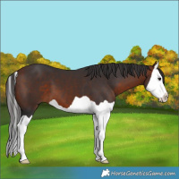 Horse Color:Bay Splash 