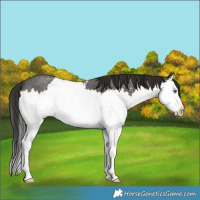 Horse Color:Liver Chestnut Sabino Splash