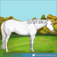 Horse Color:Chocolate Palomino Appaloosa