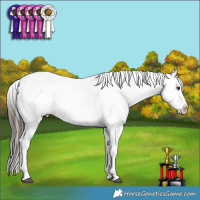 Horse Color:Liver Chestnut Appaloosa