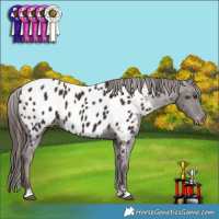 Horse Color:Liver Chestnut Appaloosa 