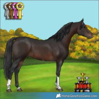 Horse Color:Brown Tobiano 