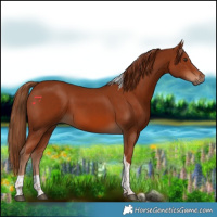 Horse Color:Chestnut Tobiano 