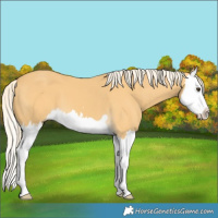 Horse Color:Palomino Splash