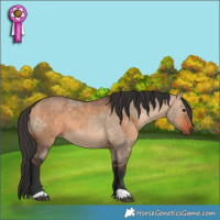 Horse Color:Bay Dun  and Bay Dun 