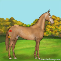 Horse Color:Gray Gold Champagne 