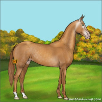 Horse Color:Gray Gold Champagne 