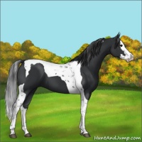 Horse Color:Black Splash Tobiano 